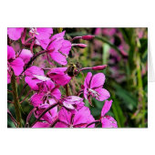 Bee Nice Cards (Front Horizontal)