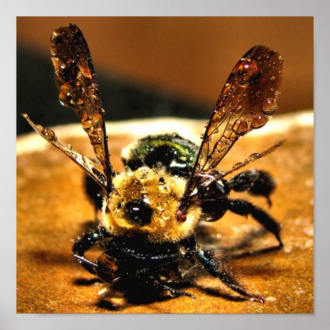 Bee of gold poster (Front)