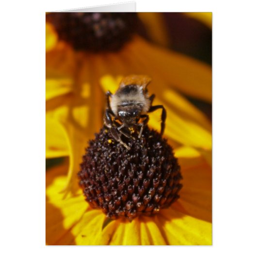 Bee on a Black Eyed Susan (Front)