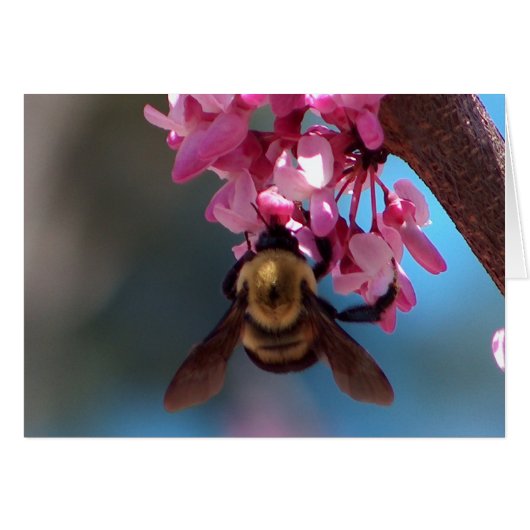 Bee on a Blossom Cards (Front Horizontal)
