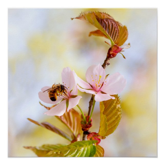 Bee On A Cherry Flower Poster (Front)