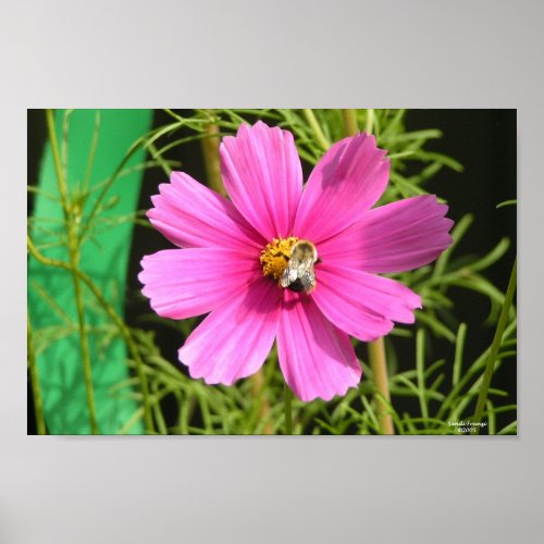 Bee On A Cosmos Photo Print