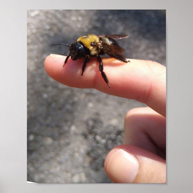 Bee on a Finger Poster (Front)