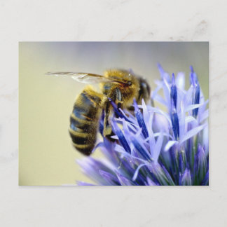 Bee on a flower postcard