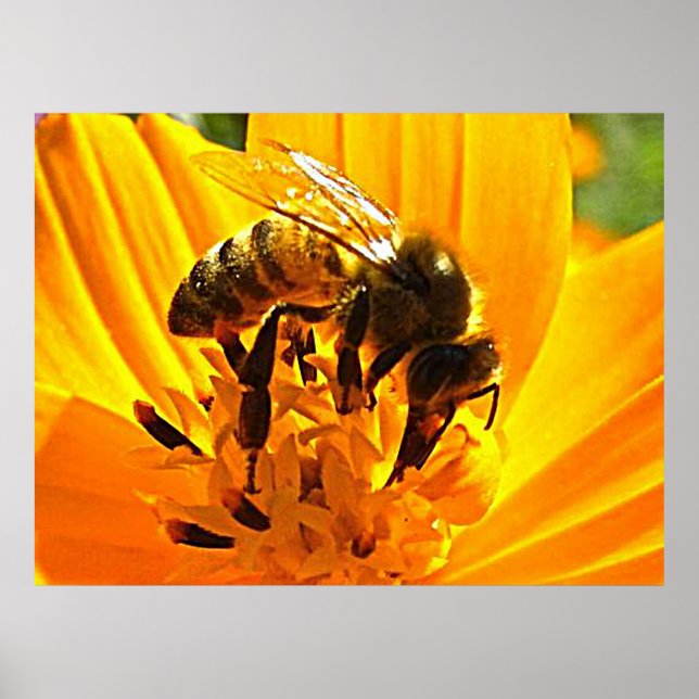 Bee on a Flower Poster (Front)