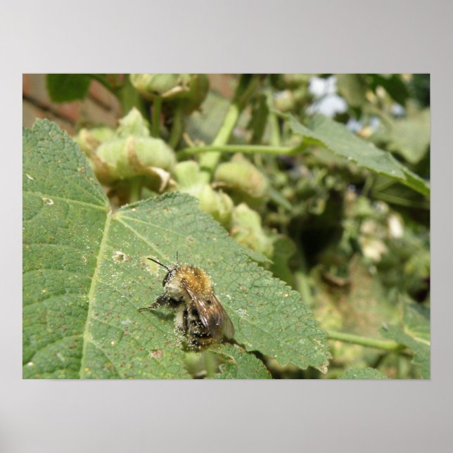 Bee on a Hollyhock leaf Print (Front)