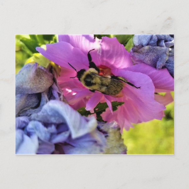 BEE ON A PINK HIBISCUS POSTCARD (Front)