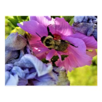 BEE ON A PINK HIBISCUS POSTCARD