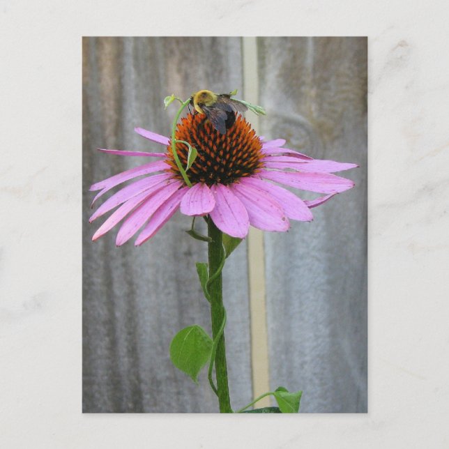 Bee on a Purple Coneflower Postcard (Front)