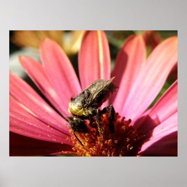 Bee on a Rain Daisy Poster (Front)