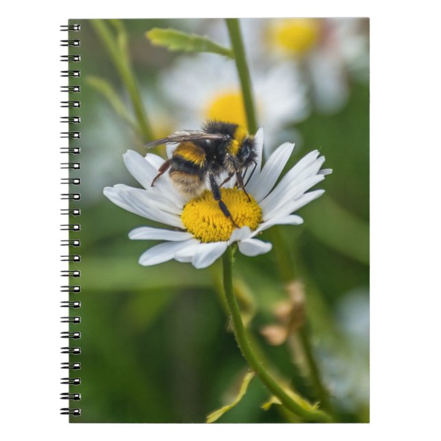 Bee on a white daisy notebook (Front)