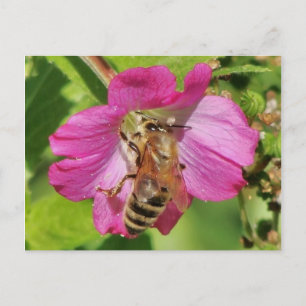 Bee on a Wildflower Photo Postcard