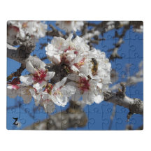 Bee on Almond Blossom