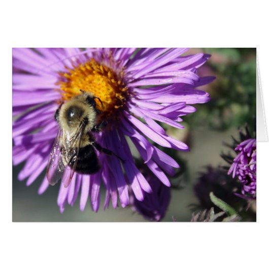 Bee on an Aster Cards (Front Horizontal)