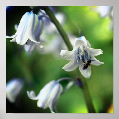 Bee On Bluebell Flower Close Up Poster