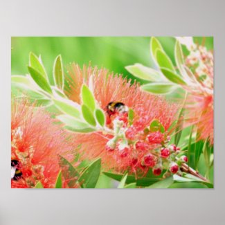 Bee On Bottlebrush Poster