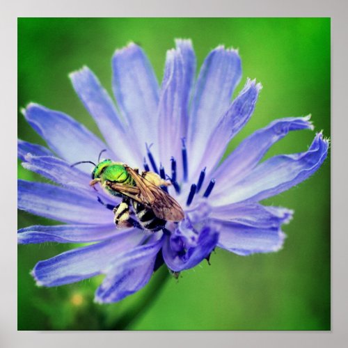 Bee On Chicory Flower Close Up Poster