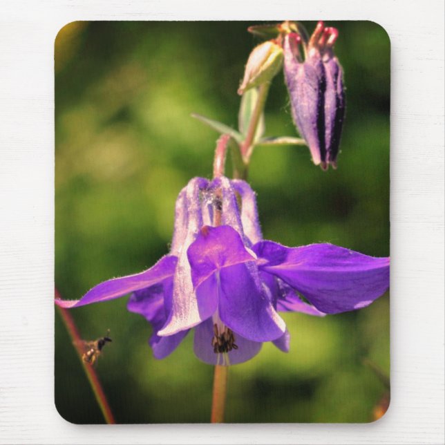 Bee On Columbine Flower  Mouse Pad (Front)