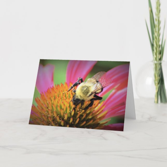 Bee on Coneflower, card (Front)