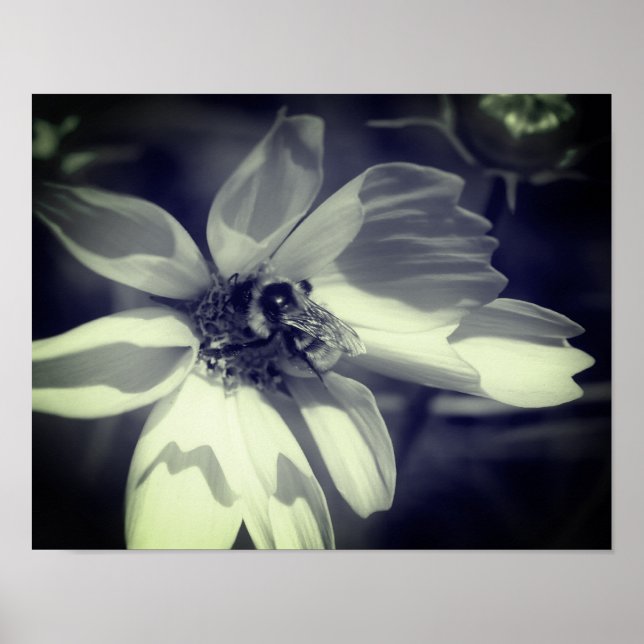 Bee On Cosmos Flower Black And White  Poster (Front)