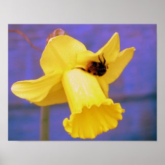 Bee On Daffodil