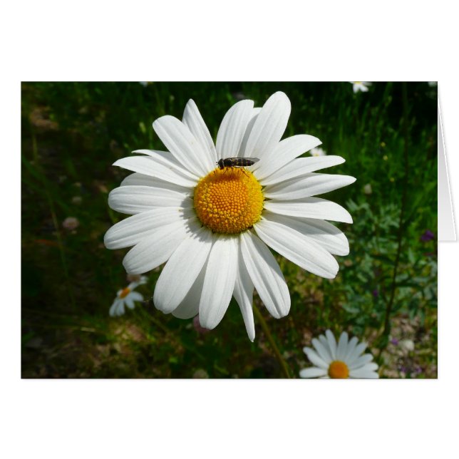Bee on Daisy Alaskan Summer Nature Photo (Front Horizontal)