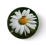 Bee on Daisy Alaskan Summer Nature Photo Button