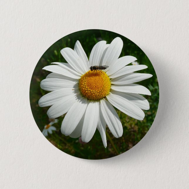 Bee on Daisy Alaskan Summer Nature Photo Button (Front)