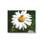 Bee on Daisy Alaskan Summer Nature Photo Canvas Print