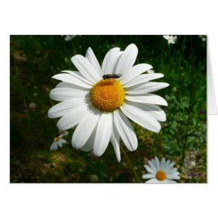 Bee on Daisy Alaskan Summer Nature Photo Card