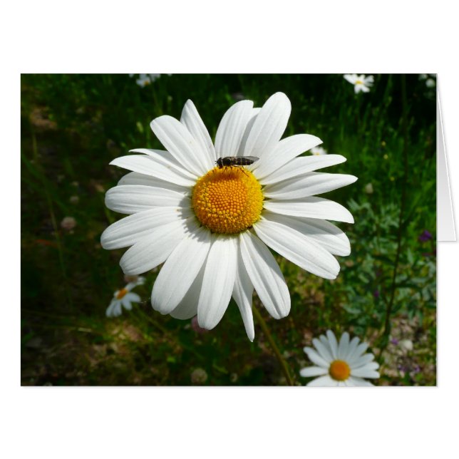 Bee on Daisy Alaskan Summer Nature Photo Card (Front Horizontal)