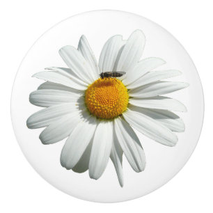 Bee on Daisy Alaskan Summer Nature Photo Ceramic Knob