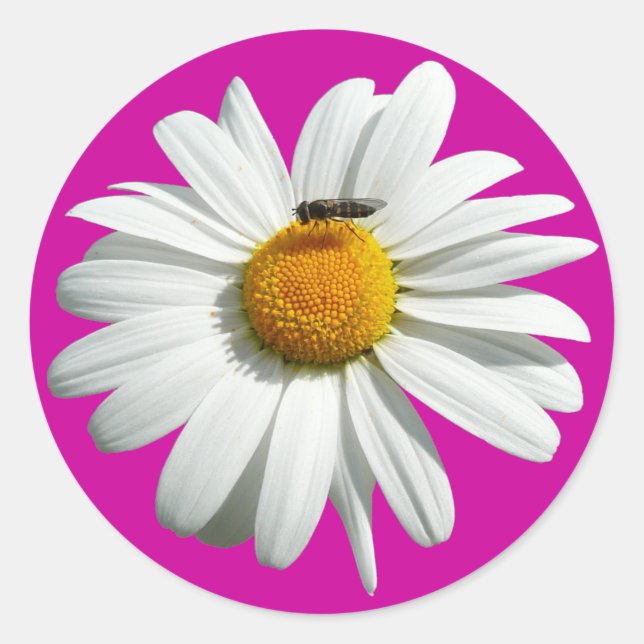 Bee on Daisy Alaskan Summer Nature Photo Classic Round Sticker (Front)