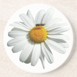 Bee on Daisy Alaskan Summer Nature Photo Drink Coaster