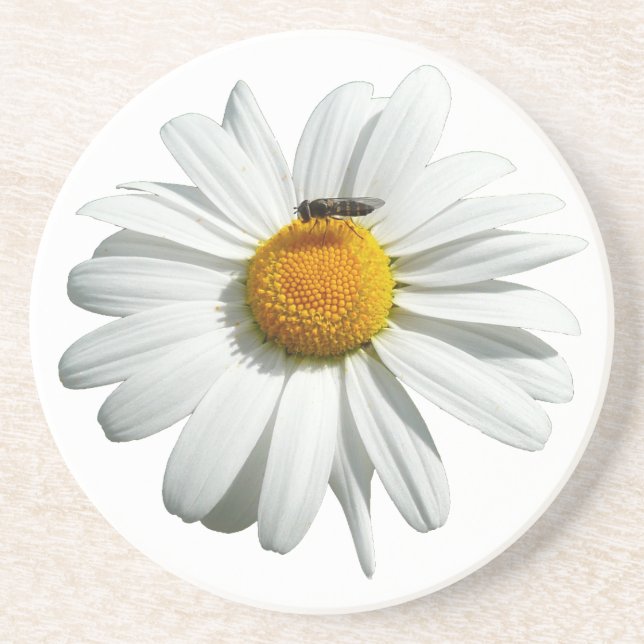Bee on Daisy Alaskan Summer Nature Photo Drink Coaster (Front)