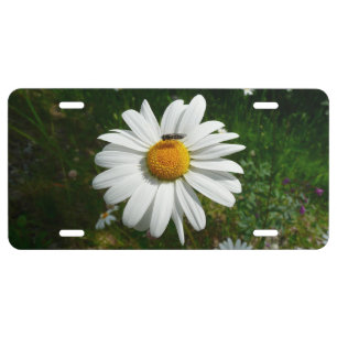 Bee on Daisy Alaskan Summer Nature Photo License Plate