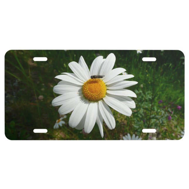 Bee on Daisy Alaskan Summer Nature Photo License Plate (Front)