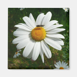 Bee on Daisy Alaskan Summer Nature Photo Magnet