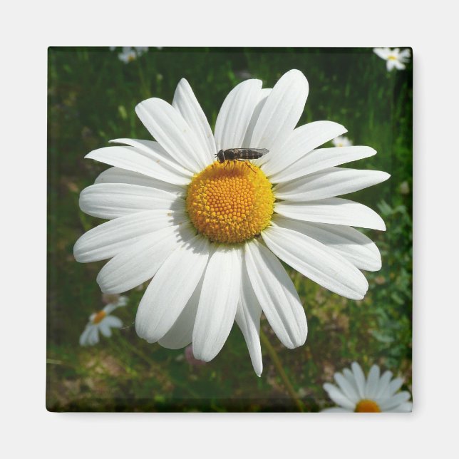 Bee on Daisy Alaskan Summer Nature Photo Magnet (Front)
