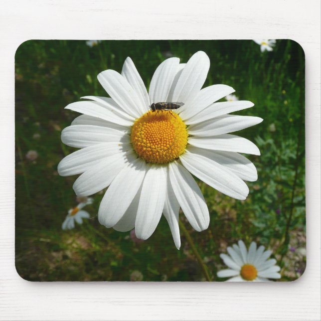 Bee on Daisy Alaskan Summer Nature Photo Mouse Pad (Front)