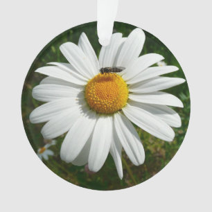 Bee on Daisy Alaskan Summer Nature Photo Ornament