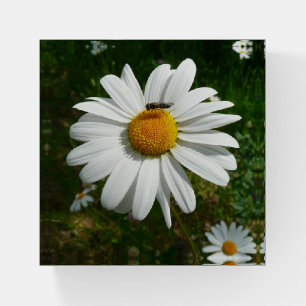 Bee on Daisy Alaskan Summer Nature Photo Paperweight
