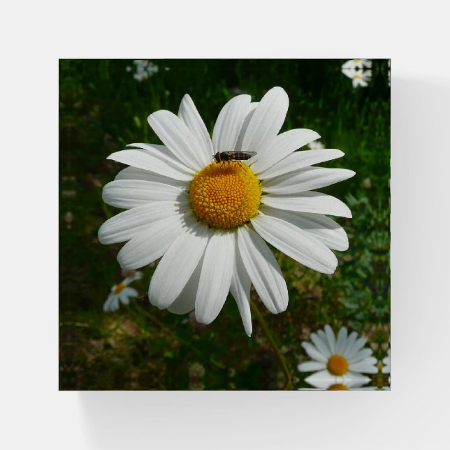 Bee on Daisy Alaskan Summer Nature Photo Paperweight (Front)