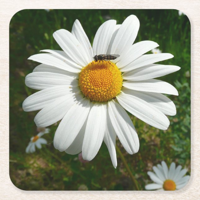 Bee on Daisy Alaskan Summer Nature Photo Square Paper Coaster (Front)