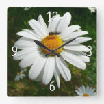 Bee on Daisy Alaskan Summer Nature Photo Square Wall Clock