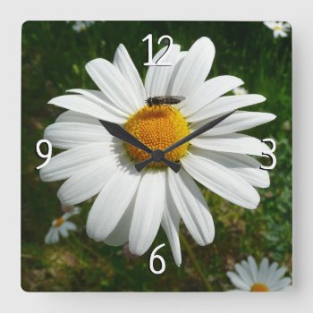 Bee On Daisy Alaskan Summer Nature Photo Square Wall Clock by mlewallpapers at Zazzle