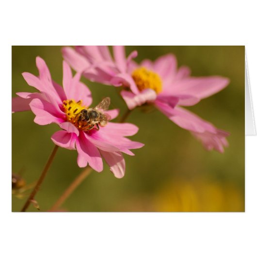 Bee on Flower Cards (Front Horizontal)