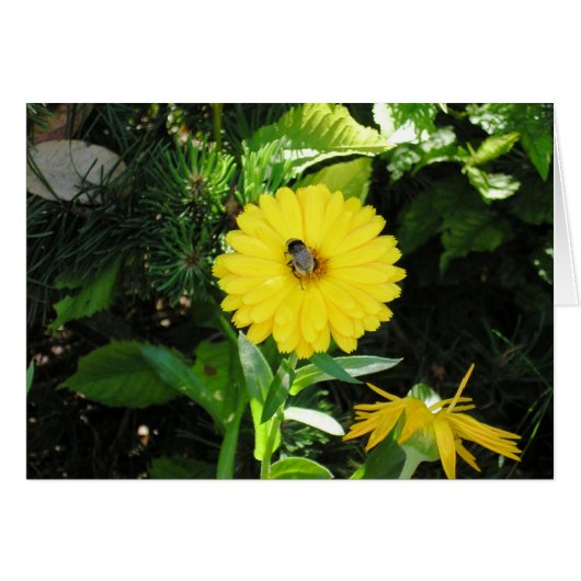 Bee on flower cards (Front Horizontal)