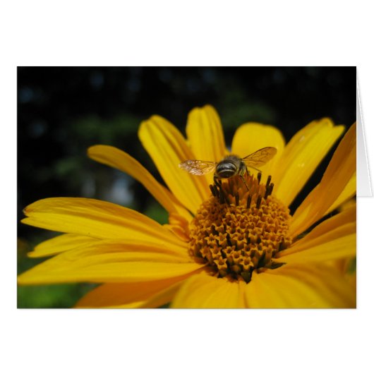 Bee on flower cards (Front Horizontal)