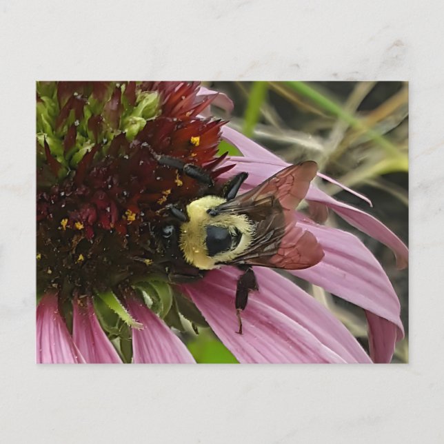 Bee On Flower Postcard (Front)
